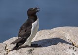 Alke, adult i sommerdrakt
Razorbill - Alca torda