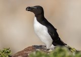 Alke, adult i sommerdrakt
Razorbill - Alca torda