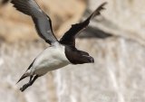 Alke, adult i sommerdrakt
Razorbill - Alca torda