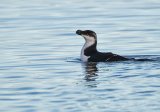 Alke, adult i vinterdrakt
Razorbill - Alca torda