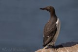 Lomvi, adult i sommerdrakt
Common guillemot - Uria aalge
