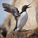 Lomvi, adult i sommerdrakt
Common guillemot - Uria aalge
