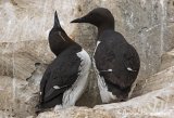 Lomvi, adult i sommerdrakt
Common guillemot - Uria aalge