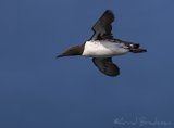 Lomvi, adult i sommerdrakt
Common guillemot - Uria aalge