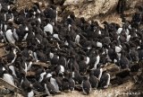 Lomvi, adult i sommerdrakt
Common guillemot - Uria aalge
