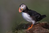 Lunde, adult i sommerdrakt
Puffin - Fratercula arctica