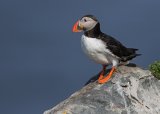 Lunde, adult i sommerdrakt
Puffin - Fratercula arctica