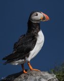 Lunde, adult i sommerdrakt
Puffin - Fratercula arctica