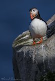 Lunde, adult i sommerdrakt
Puffin - Fratercula arctica