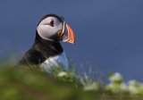 Lunde, adult i sommerdrakt
Puffin - Fratercula arctica
