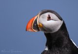 Lunde, adult i sommerdrakt
Puffin - Fratercula arctica