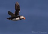 Lunde, adult i sommerdrakt
Puffin - Fratercula arctica