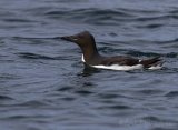 Polarlomvi, adult i sommerdrakt
Brünnichs guillemot - Uria lomvia