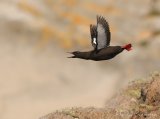 Teist, adult i sommerdrakt
Black Guillemot - Cepphus grylle