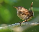 Gjerdesmett, adult
Eurasian Wren - Troglodytes troglodytes