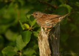 Jernspurv, adult
Dunnock - Prunella modularis