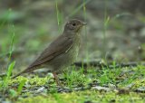 Nattergal, adult
Thrush nightingale - Luscinia luscinia