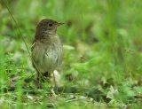 Nattergal, adult
Thrush nightingale - Luscinia luscinia