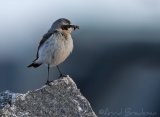 Steinskvett, adult hann
Northern Wheatear - Oenanthe oenanthe