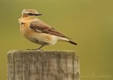 Steinskvett, adult hunn
Northern Wheatear - Oenanthe oenanthe
