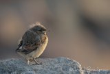 Steinskvett, juvenil (1K)
Northern Wheatear - Oenanthe oenanthe