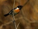 Svartstrupe, adult hann
European stonechat - Saxicola rubicola