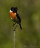 Svartstrupe, adult hann
European stonechat - Saxicola rubicola