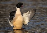 Laksand, adult hann
Common merganser - Mergus merganser