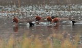 Brunnakke, hann
Eurasian Wigeon - Anas penelope