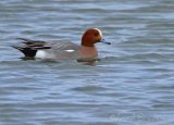 Brunnakke, hann
Eurasian Wigeon - Anas penelope