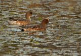 Brunnakke, hunn og hann i eklipsedrakt
Eurasian Wigeon - Anas penelope