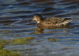 Krikkand, adult hunn
Eurasian Teal - Anas crecca