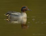 Krikkand, adult hann
Eurasian Teal - Anas crecca