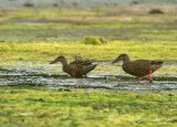 Skjeand, adult hann og hunn  i eklipsedrakt
Northern shoveler - Anas clypeata