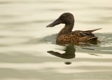 Skjeand, adult hann i eklipsedrakt
Northern shoveler - Anas clypeata