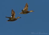 Snadderand, adult hann og hunn
Gadwall - Anas strepera