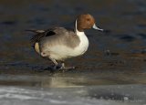 Stjertand, adult hann
Northern Pintail - Anas acuta