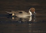 Stjertand, adult hann
Northern Pintail - Anas acuta