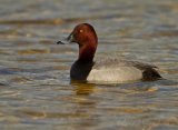 Taffeland, adult hann
Common Pochard - Aythya ferina