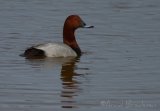 Taffeland, adult hann
Common Pochard - Aythya ferina