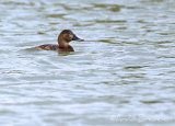 Taffeland, adult hunn
Common Pochard - Aythya ferina