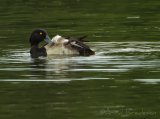 Toppand, adult hann
Tufted Duck - Aythya fuligula