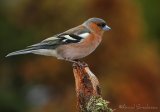 Bokfink, adult hann
Chaffinch - Fringilla coelebs