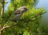 Furukorsnebb, hunn
Parrot Crossbill - Loxia pytyopsittacus