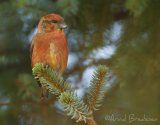 Grankorsnebb, adult hann
Red Crossbill - Loxia curvirostra