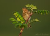 Bergirisk, adult
Twite - Carduelis flavirostris