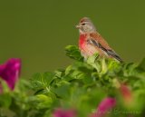Tornirisk, adult hann
Common Linnet - Carduelis cannabina