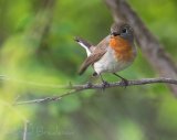 Dvergfluesnapper, adult hann
Red-breasted flycatcher - Ficedula parva