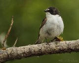 Svarthvit fluesnapper, adult hann
European Pied Flycatcher - Ficedula hypoleuca