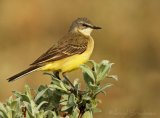 Gulerle (såerle), adult hunn
Yellow Wagtail - Motacilla flava thunbergi